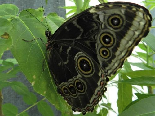 Réf. 214 141 : Morpho helenor